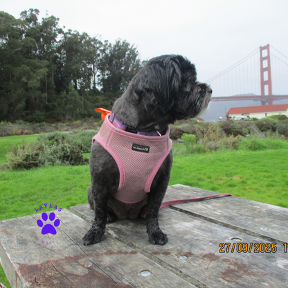 Mr. Peanut's PupTrek Soft Mesh Pet Harness with Matching Leash – Adjustable, Breathable, Choke-Free